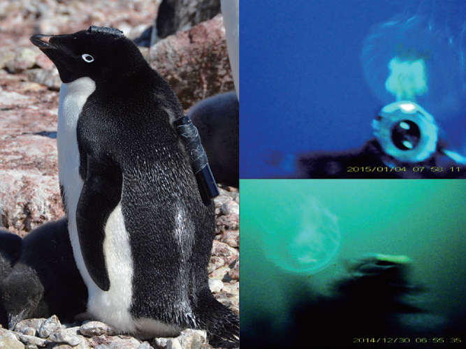 ：ペンギンの背中に取り付けたビデオカメラ（左）とクラゲを食べるしゅん間の映像（右）
