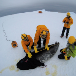 シリーズ「南極・北極研究の最前線」第14回